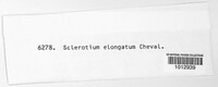 Sclerotium elongatum image